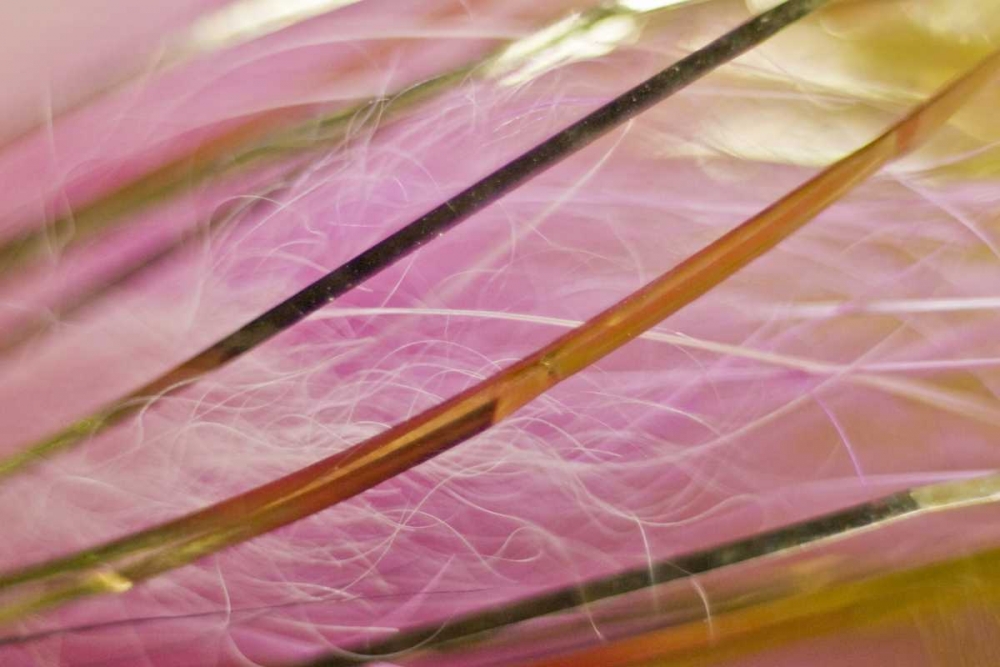 AK, Lake Clark NP Pink and gold fishing fly art print by Wendy Kaveney for $57.95 CAD