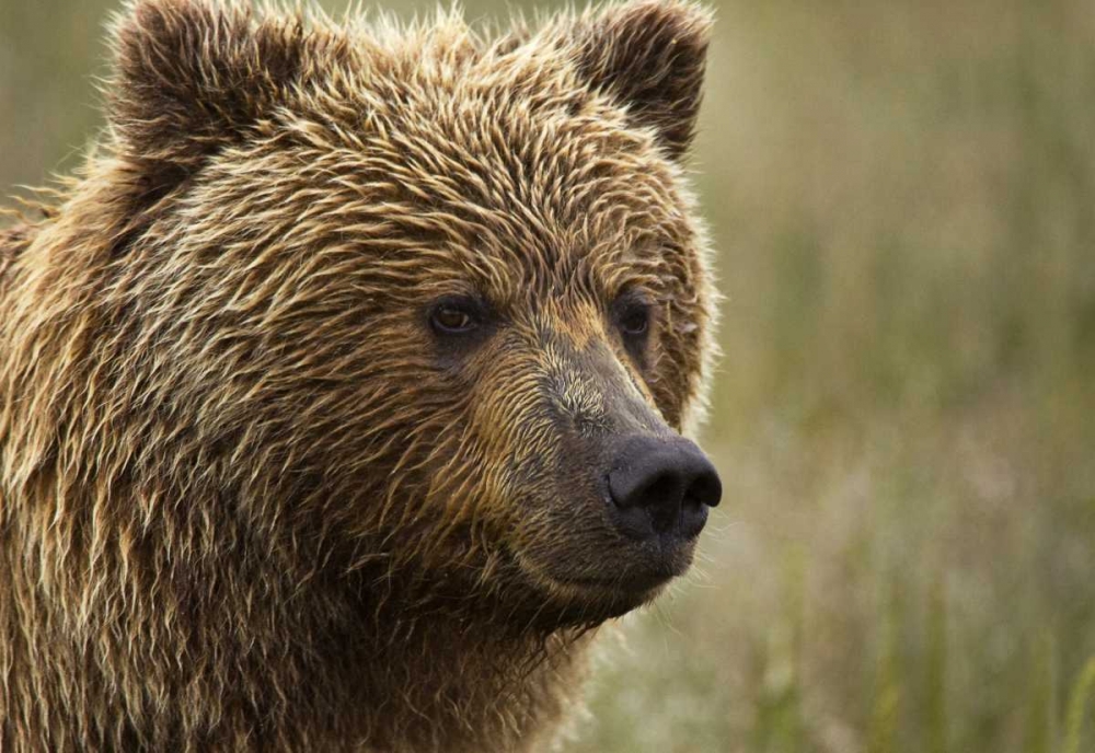 Alaska, Lake Clark NP Portrait of a grizzly bear art print by Wendy Kaveney for $57.95 CAD