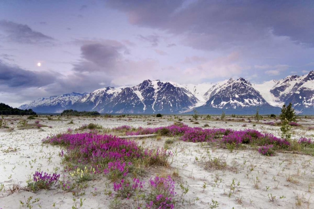 Alaska View of flowers and Fairweather Range art print by Don Paulson for $57.95 CAD