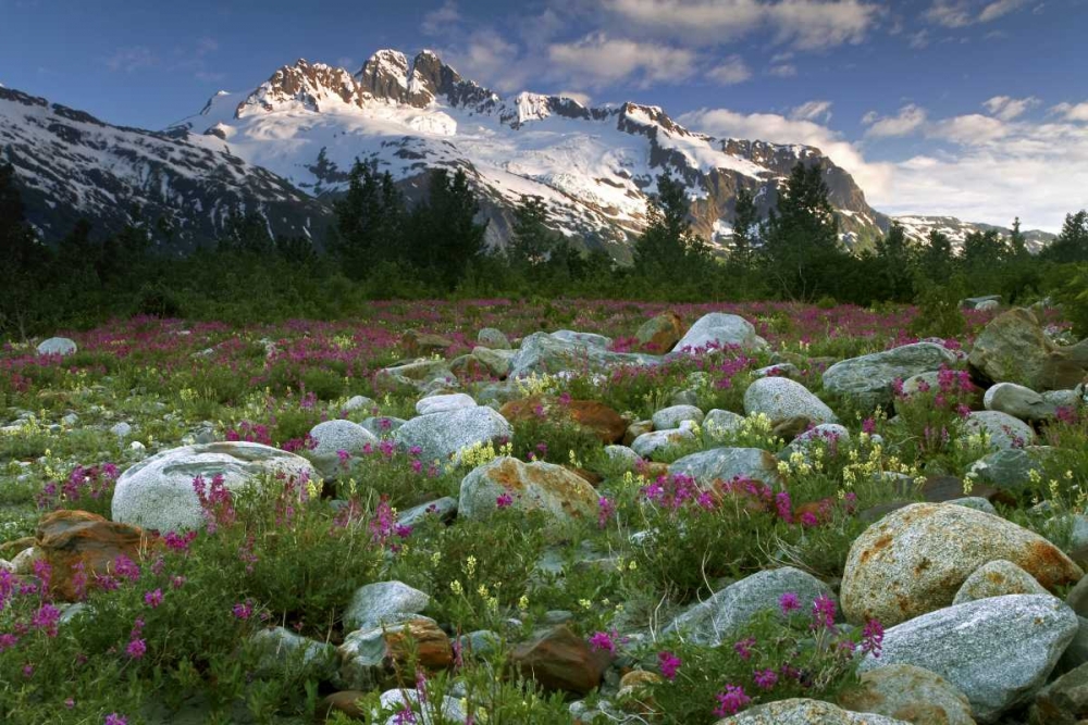 AK, Alsek-Tatshenshini Meadow landscape art print by Don Paulson for $57.95 CAD