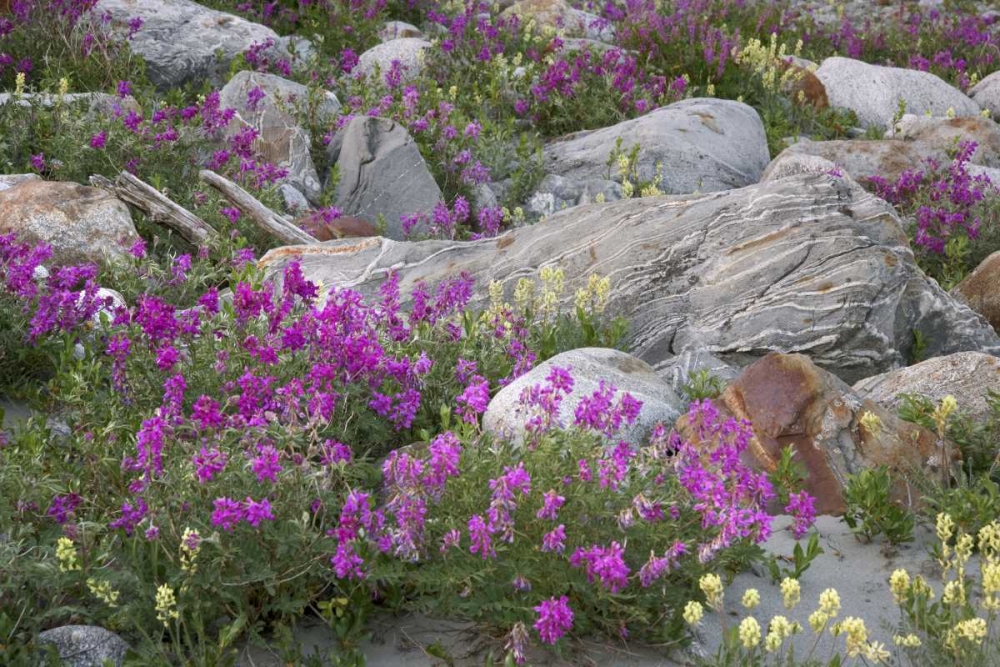 AK, Alsek-Tatshenshini Rock garden and flowers art print by Don Paulson for $57.95 CAD