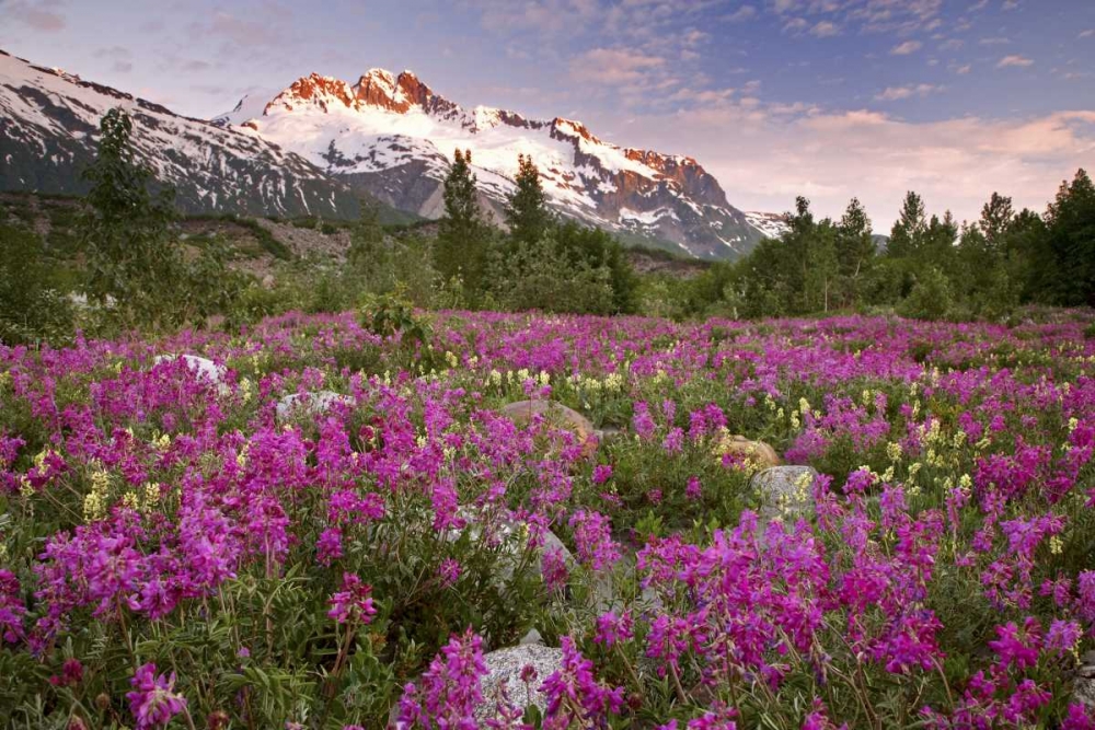 Alaska View of flowers and Fairweather Range art print by Don Paulson for $57.95 CAD