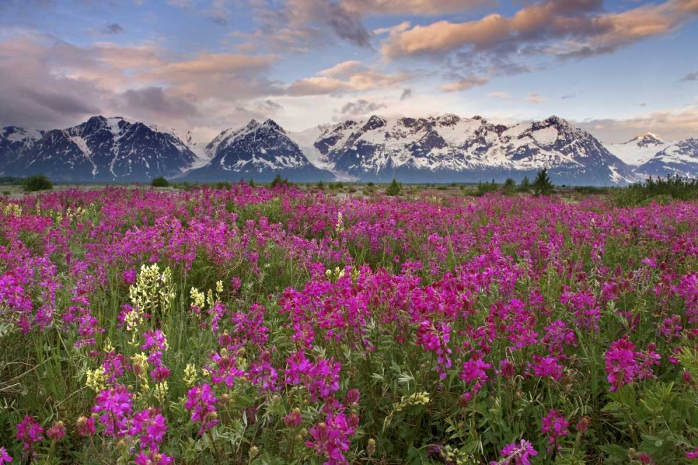 Alaska View of flowers and Fairweather Range art print by Don Paulson for $57.95 CAD