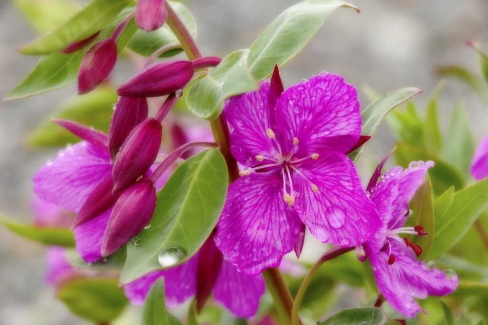 AK, Alsek-Tatshenshini Dwarf fireweed flower art print by Don Paulson for $57.95 CAD