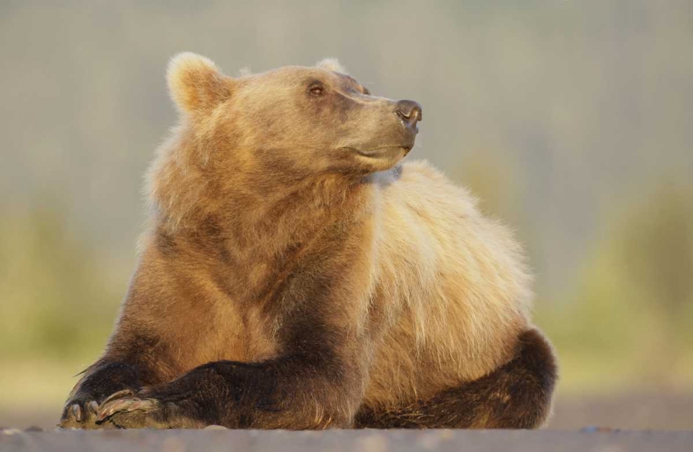 AK, Lake Clark NP, Adult brown bear sniffing air art print by Arthur Morris for $57.95 CAD