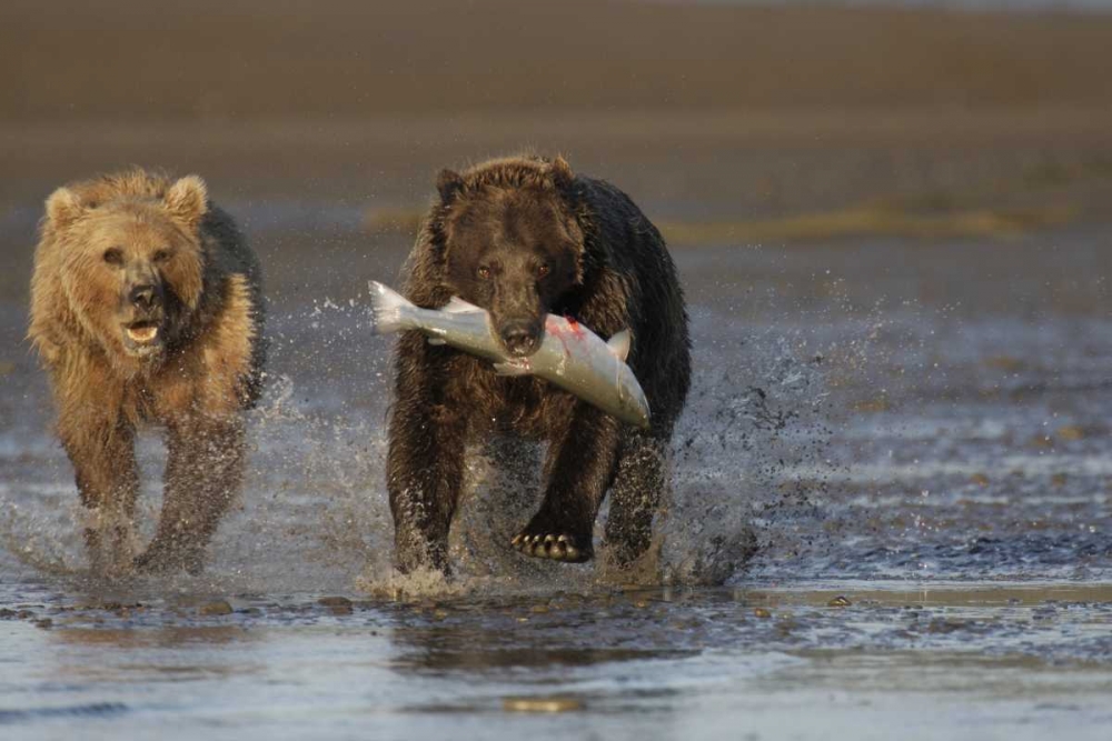 AK, Lake Clark NP Brown bear hunting salmon art print by Arthur Morris for $57.95 CAD