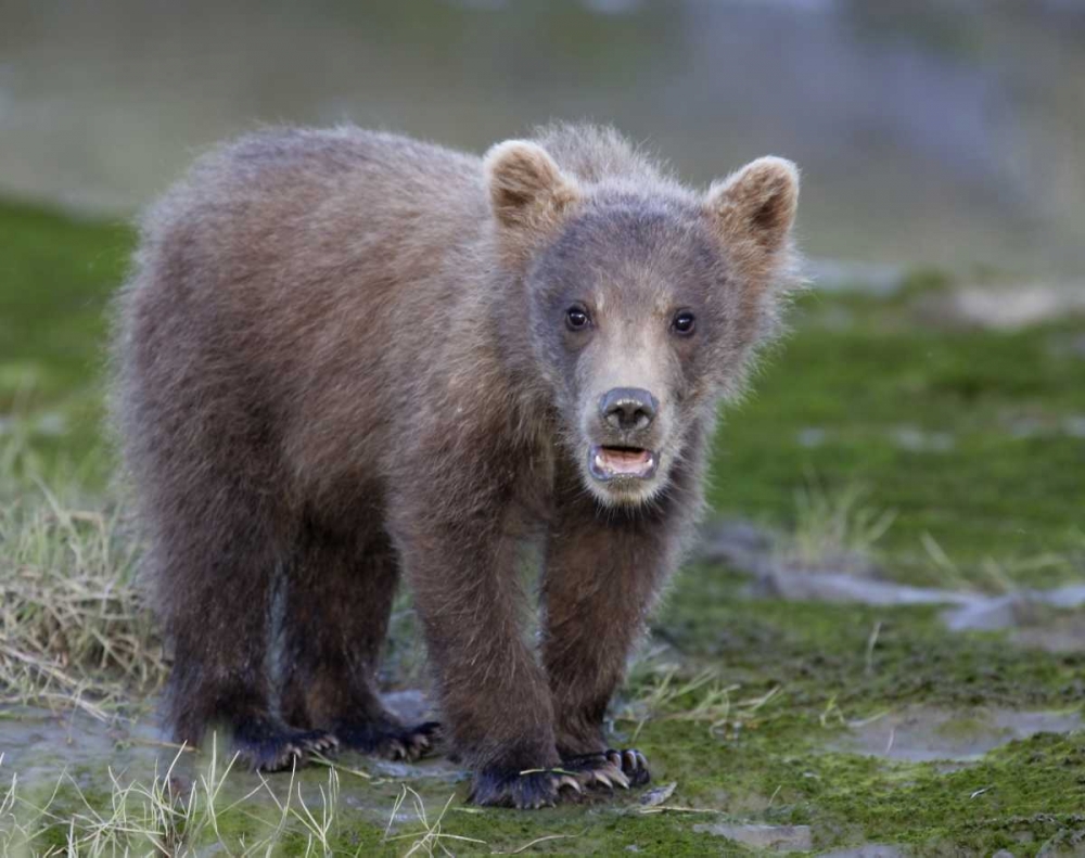 AK, Lake Clark NP Brown bear spring cub art print by Arthur Morris for $57.95 CAD