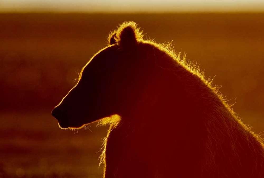 AK, Lake Clark NP Brown bear in golden light art print by Arthur Morris for $57.95 CAD