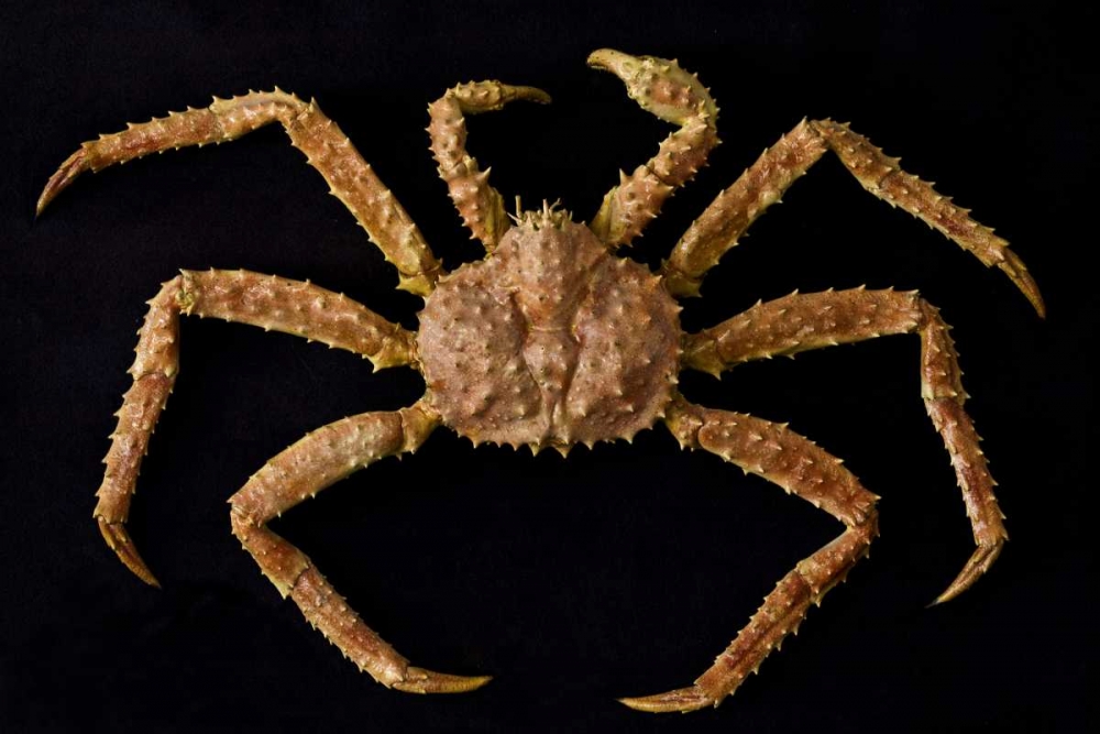 AK, Petersburg Alaskan king crab art print by Don Paulson for $57.95 CAD