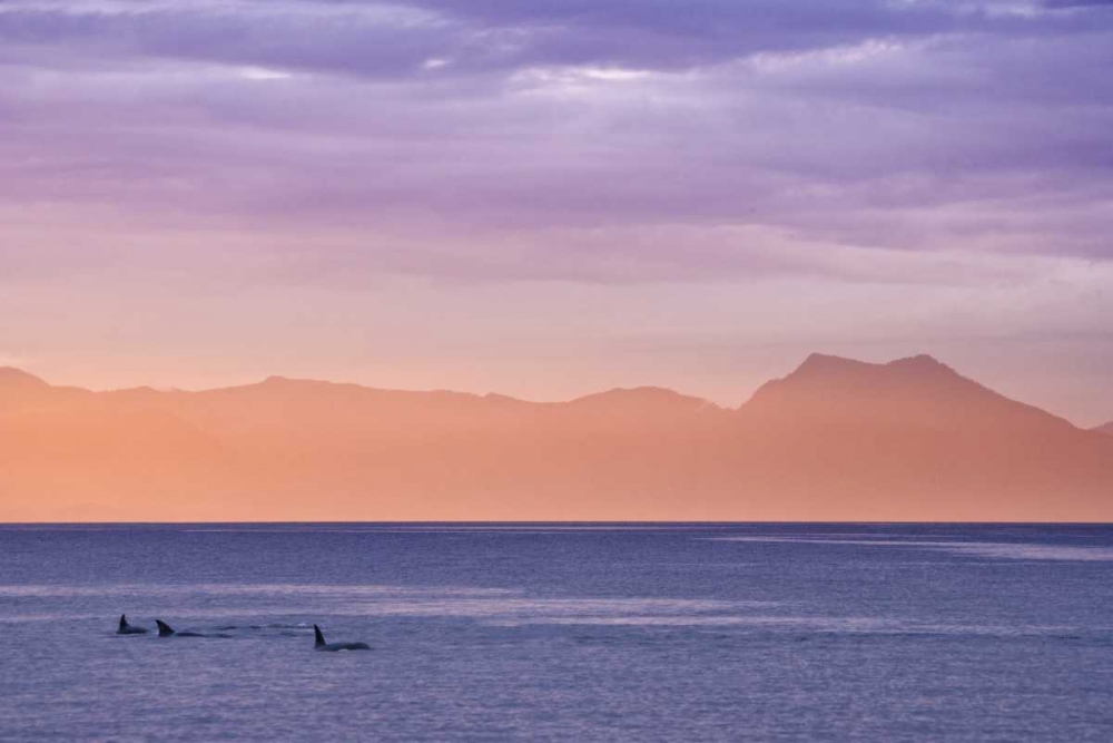 Alaska, Ketchikan Three orcas surface at sunset art print by Don Paulson for $57.95 CAD