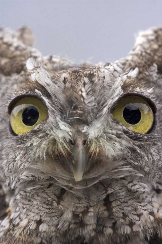 AK, Ketchikan Portrait of western screech owl art print by Don Paulson for $57.95 CAD