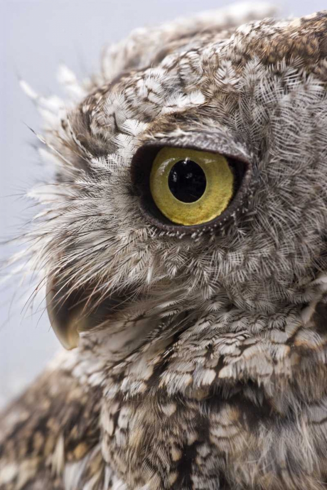 Alaska, Ketchikan Western screech owl art print by Don Paulson for $57.95 CAD