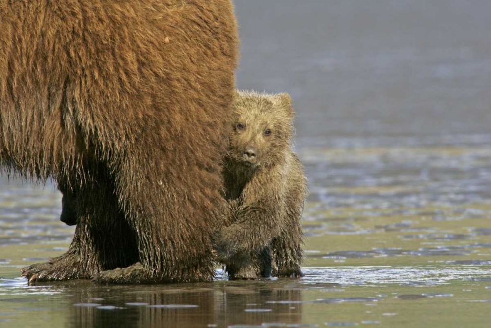 AK, Lake Clark NP Coastal grizzly bear cub art print by Cathy and Gordon Illg for $57.95 CAD