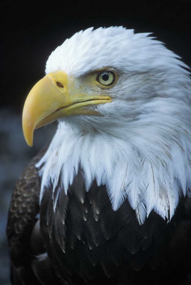 Alaska, Inside Passage Adult bald eagle portrait art print by Nancy Rotenberg for $57.95 CAD