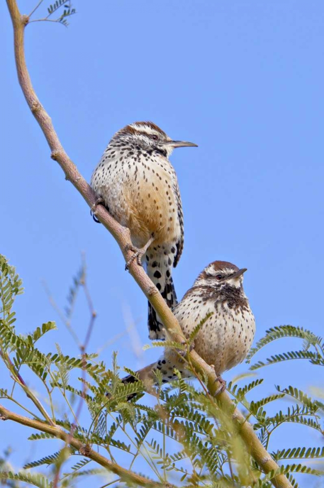 Arizona, Phoenix Cactus wren pair on limb art print by Fred Lord for $57.95 CAD