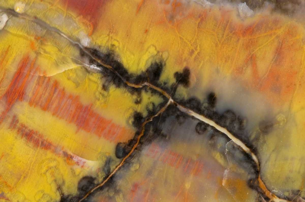USA, Arizona Close-up of petrified wood art print by Dennis Kirkland for $57.95 CAD