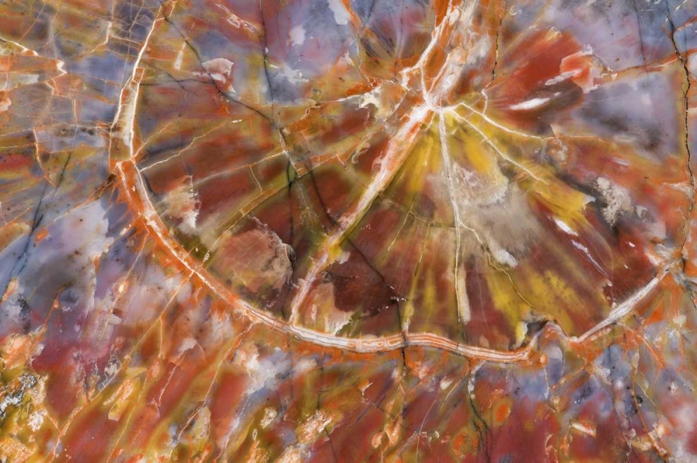 USA, Arizona Close-up of petrified wood art print by Dennis Kirkland for $57.95 CAD