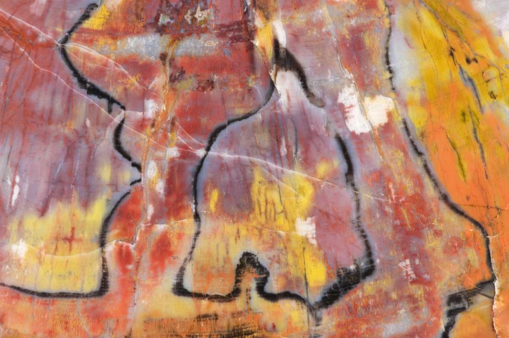 USA, Arizona Close-up of petrified wood art print by Dennis Kirkland for $57.95 CAD