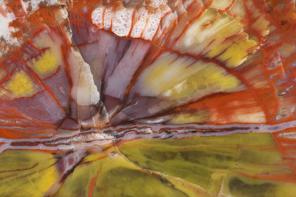 USA, Arizona Close-up of petrified wood art print by Dennis Kirkland for $57.95 CAD
