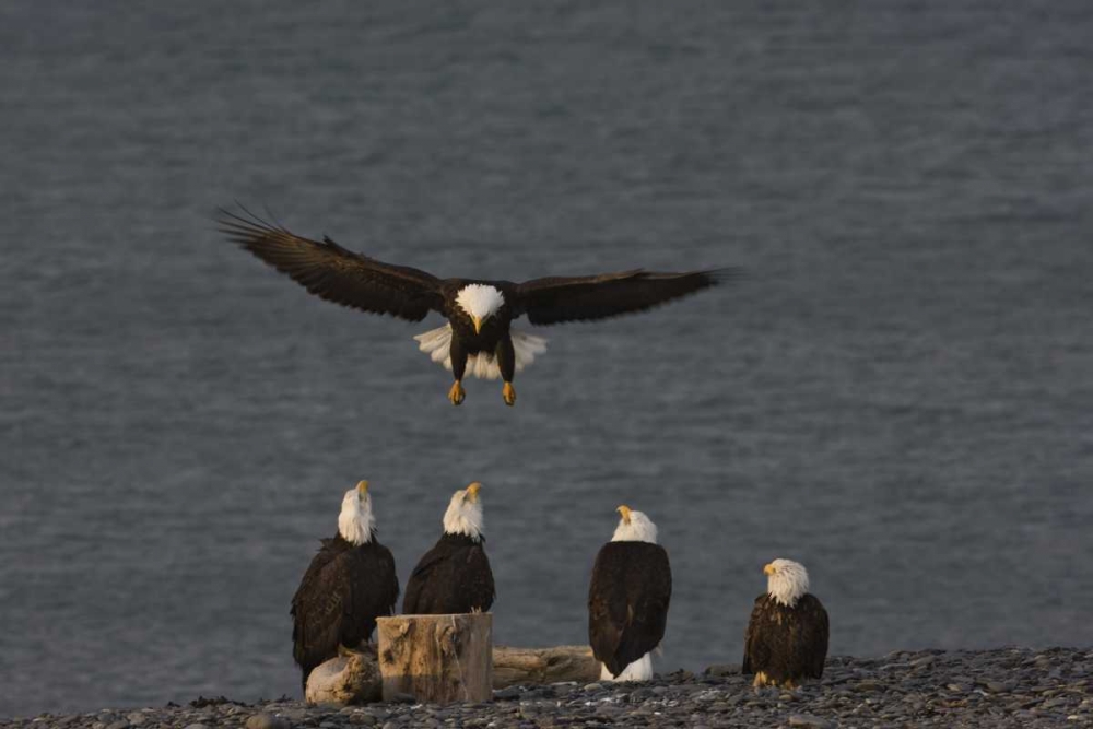 AK, Kachemak Bay, Homer Spit Bald eagle landing art print by Don Grall for $57.95 CAD