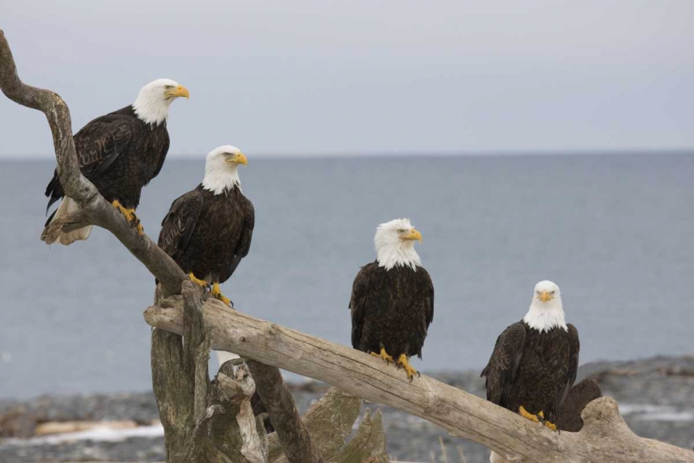 AK, Kachemak Bay Bald eagles on driftwood art print by Don Grall for $57.95 CAD