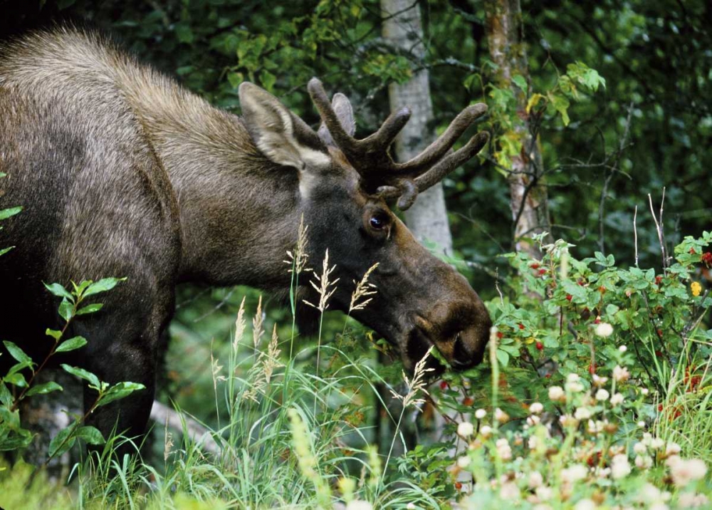Alaska, Icy Bay Bull moose grazing in the woods art print by Joanne Williams for $57.95 CAD