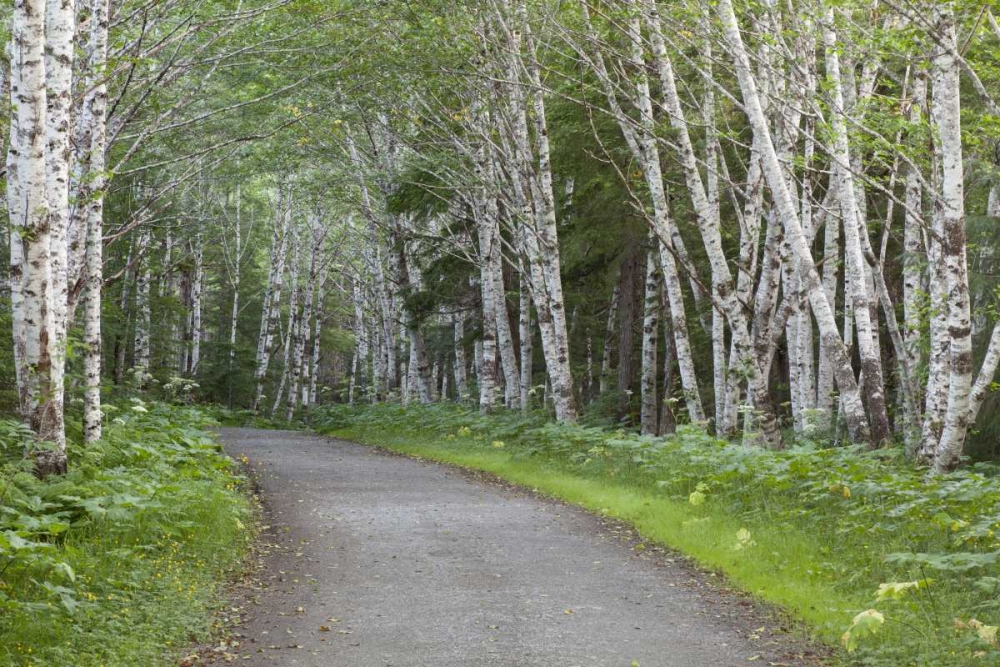 AK, Douglas Island Road through alder trees art print by Don Paulson for $57.95 CAD
