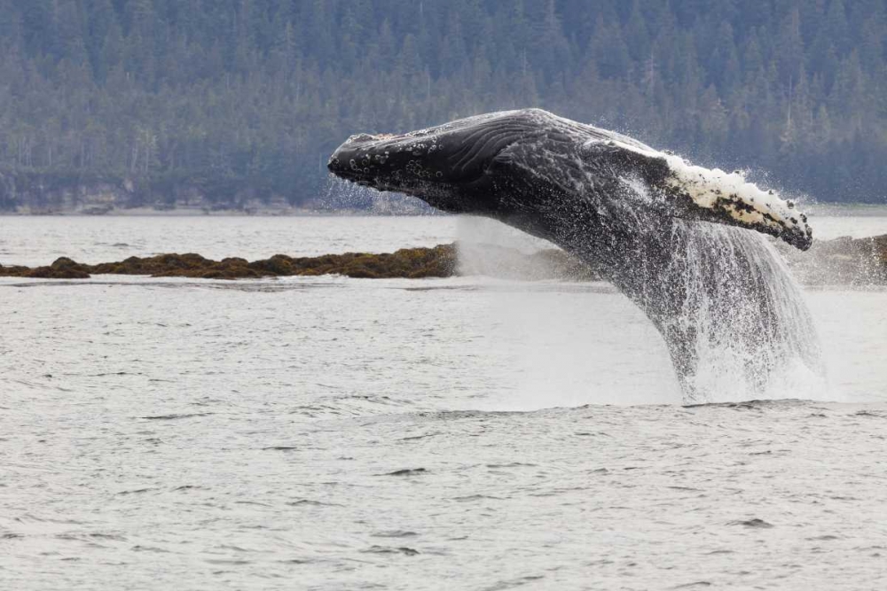 AK, Frederick Sound Humpback whale lunging art print by Don Paulson for $57.95 CAD
