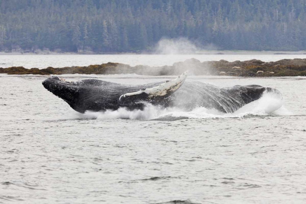 AK, Frederick Sound Humpback whale lunging art print by Don Paulson for $57.95 CAD