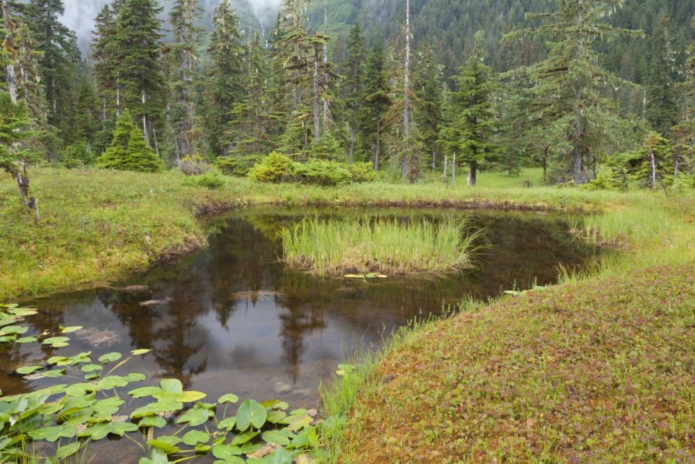 Alaska, Admiralty Island Pond and forest art print by Don Paulson for $57.95 CAD