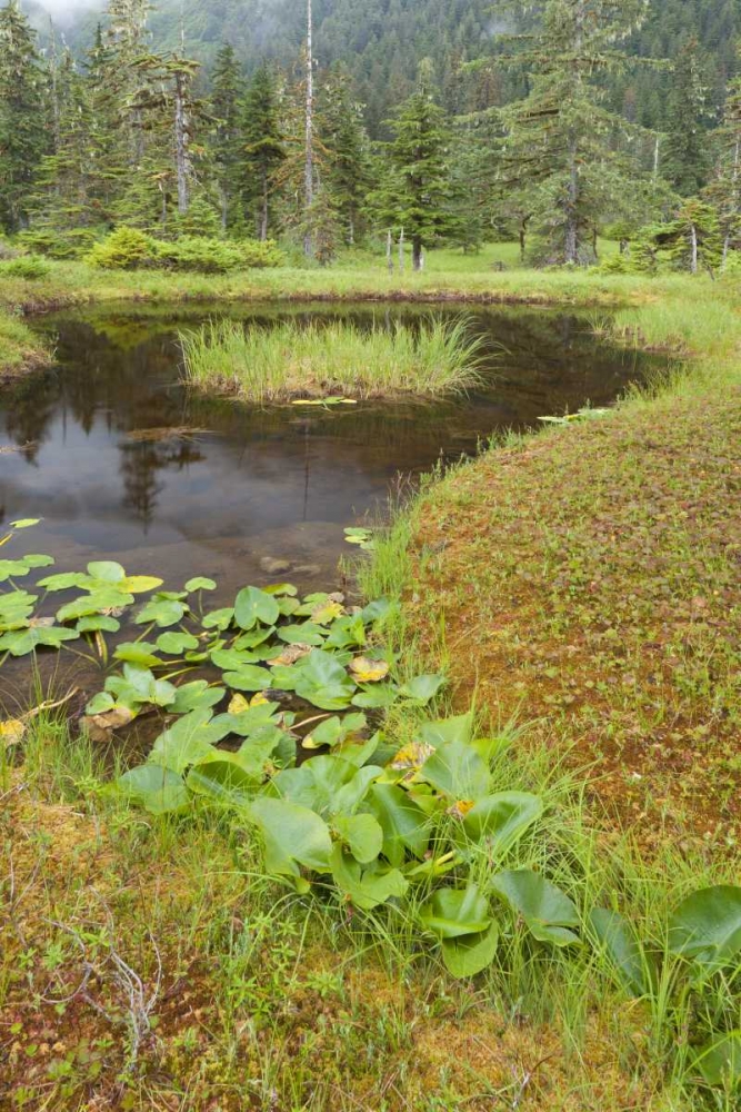 Alaska, Admiralty Island Pond and forest art print by Don Paulson for $57.95 CAD