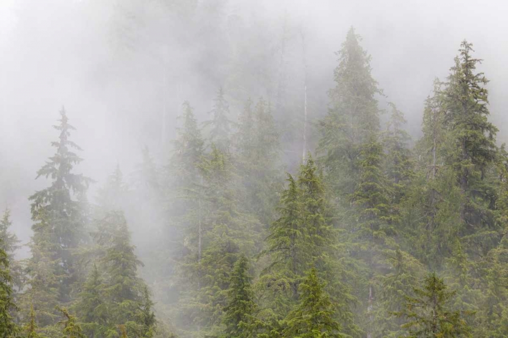 Alaska Fog in spruce and hemlock forest art print by Don Paulson for $57.95 CAD
