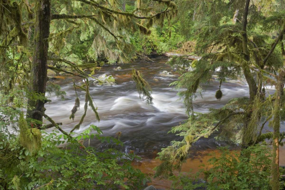Alaska, Anan Creek Creek between cypress trees art print by Don Paulson for $57.95 CAD