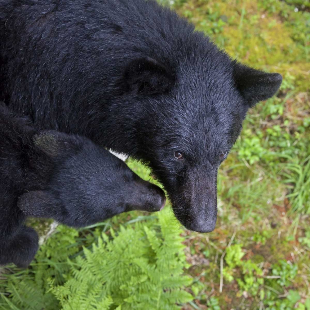 Alaska, Anan Creek Mother bear and cub art print by Don Paulson for $57.95 CAD