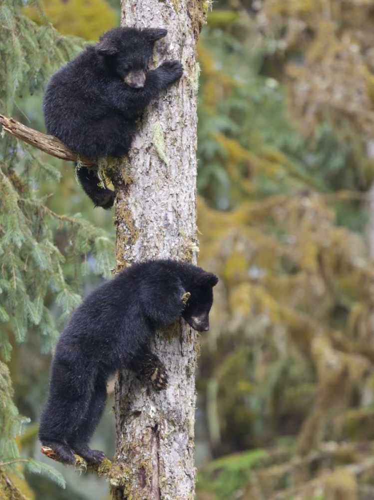 Alaska, Anan Creek Two black bear cubs in a tree art print by Don Paulson for $57.95 CAD