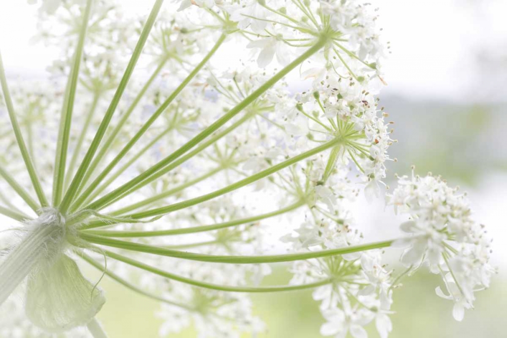 Alaska, Glacier Bay Cow parsnip in Bartlett Cove art print by Don Paulson for $57.95 CAD