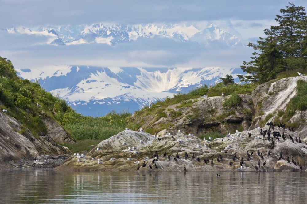 AK, Glacier Bay NP Cormorants on rocks art print by Don Paulson for $57.95 CAD