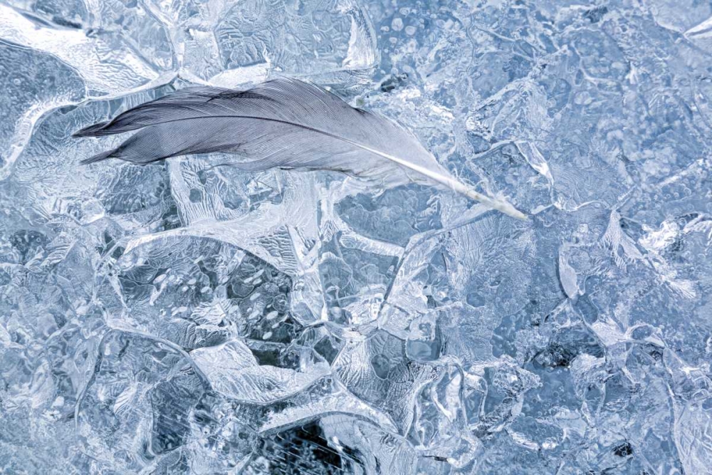 AK, Glacier Bay NP Gull feather on a Glacier art print by Don Paulson for $57.95 CAD