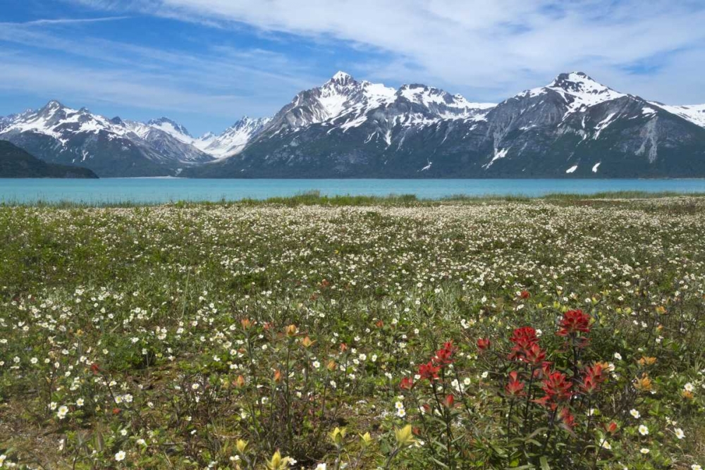 AK, Glacier Bay NP Strawberry and red paintbrush art print by Don Paulson for $57.95 CAD
