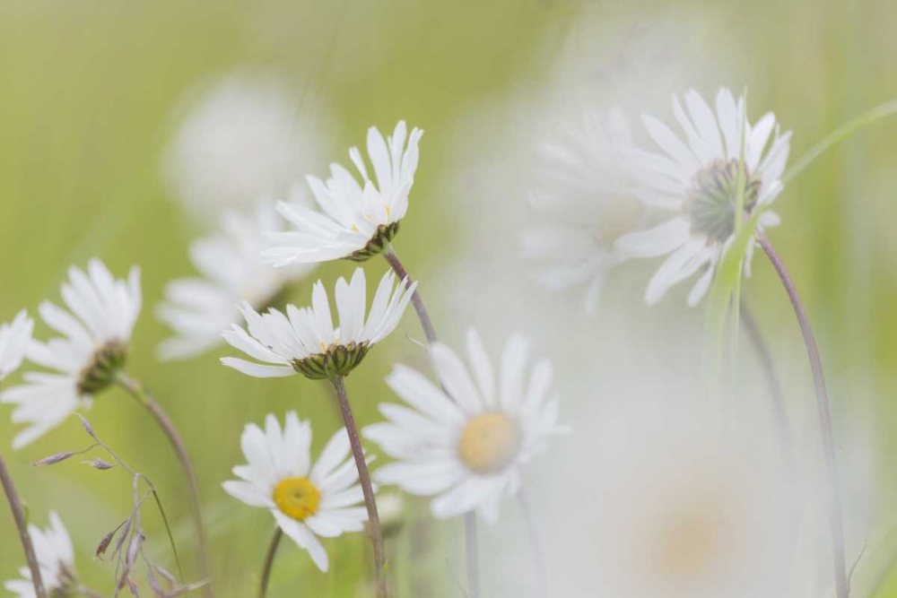Alaska, Glacier Bay Arctic daisies in Dundas Bay art print by Don Paulson for $57.95 CAD