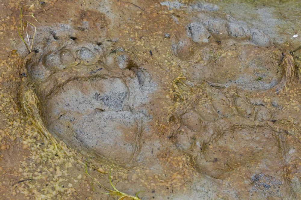 AK, Glacier Bay NP Black bear tracks in mud art print by Don Paulson for $57.95 CAD