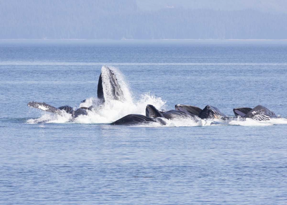 Alaska, Freshwater Bay Humpback whales feeding art print by Don Paulson for $57.95 CAD