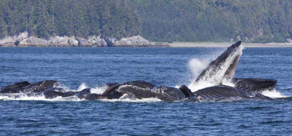 Alaska, Freshwater Bay Humpback whales feeding art print by Don Paulson for $57.95 CAD