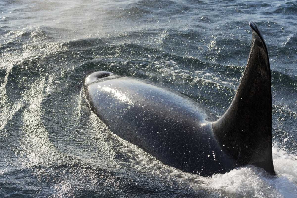 Alaska, Tenakee Springs Orca whale diving art print by Don Paulson for $57.95 CAD