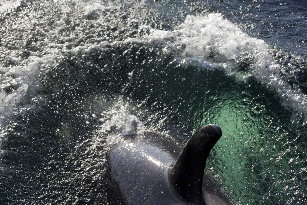 Alaska, Tenakee Springs Orca whale diving art print by Don Paulson for $57.95 CAD