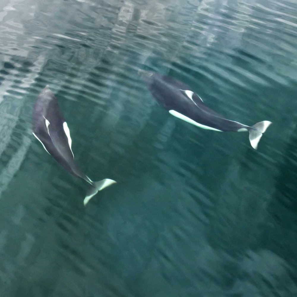 AK, Seymour Canal Two Dalls porpoises swimming art print by Don Paulson for $57.95 CAD