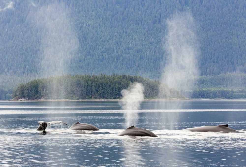 AK, Seymour Canal Diving humpback whales art print by Don Paulson for $57.95 CAD