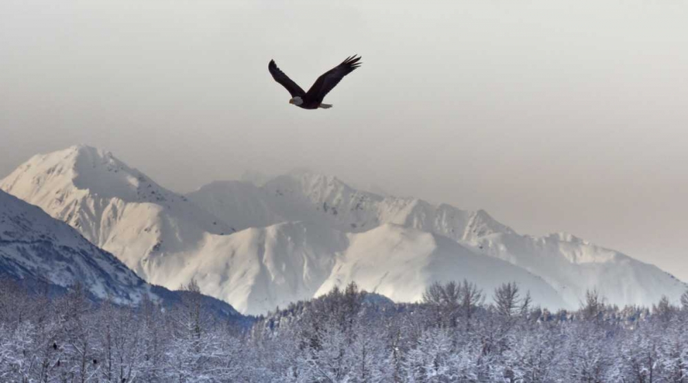 AK, Chilkat Bald eagle flies in preserve art print by Cathy and Gordon Illg for $57.95 CAD
