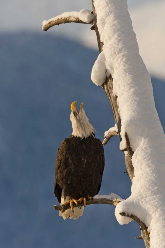 AK, Chilkat Bald eagle perched on branch art print by Cathy and Gordon Illg for $57.95 CAD