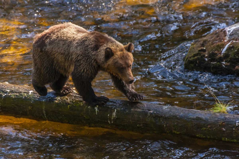 AK, Tongass NF Grizzly bear on log hunting art print by Cathy and Gordon Illg for $57.95 CAD